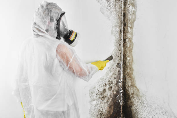 Best Professional Mold Removal  in Tolar, TX