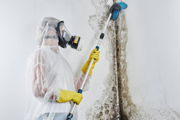 Best Attic Mold Removal  in Tolar, TX