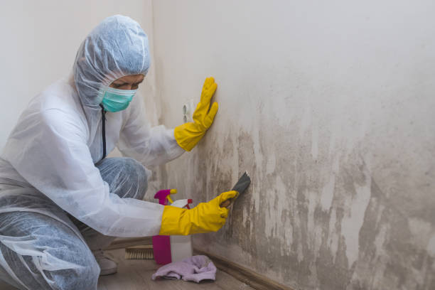 Professional Mold Removal in Tolar, TX