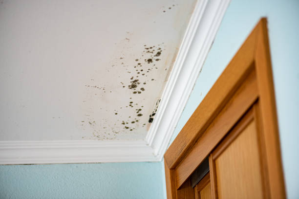 Best Emergency Mold Removal  in Tolar, TX