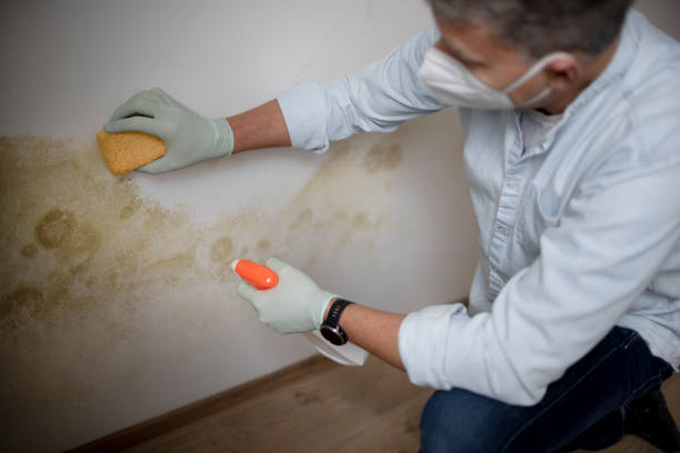 Best Home Mold Removal  in Tolar, TX