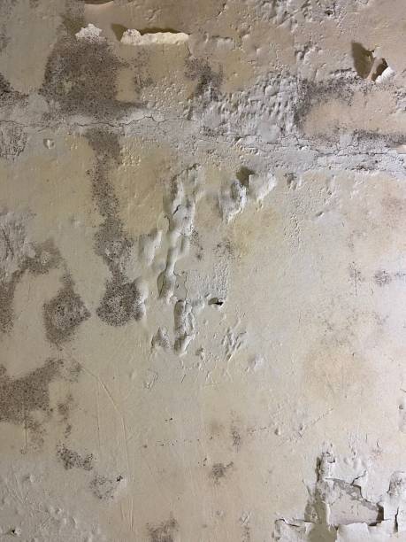 Reliable Tolar, TX Mold Removal Solutions