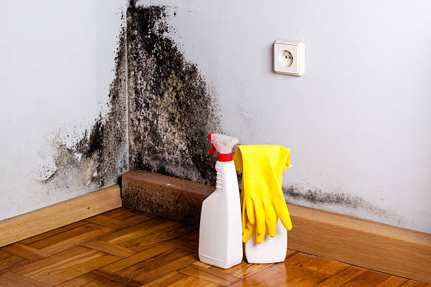 Best Toxic Mold Removal  in Tolar, TX